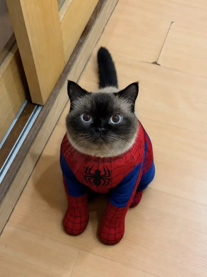 Костюм для котика